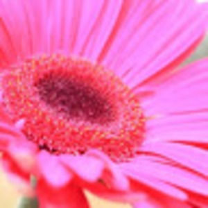 Meet your Posher, Ruth